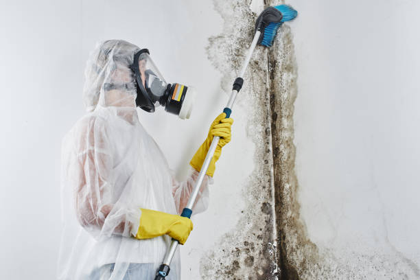 Biohazard Mold Removal in Crofton, MD